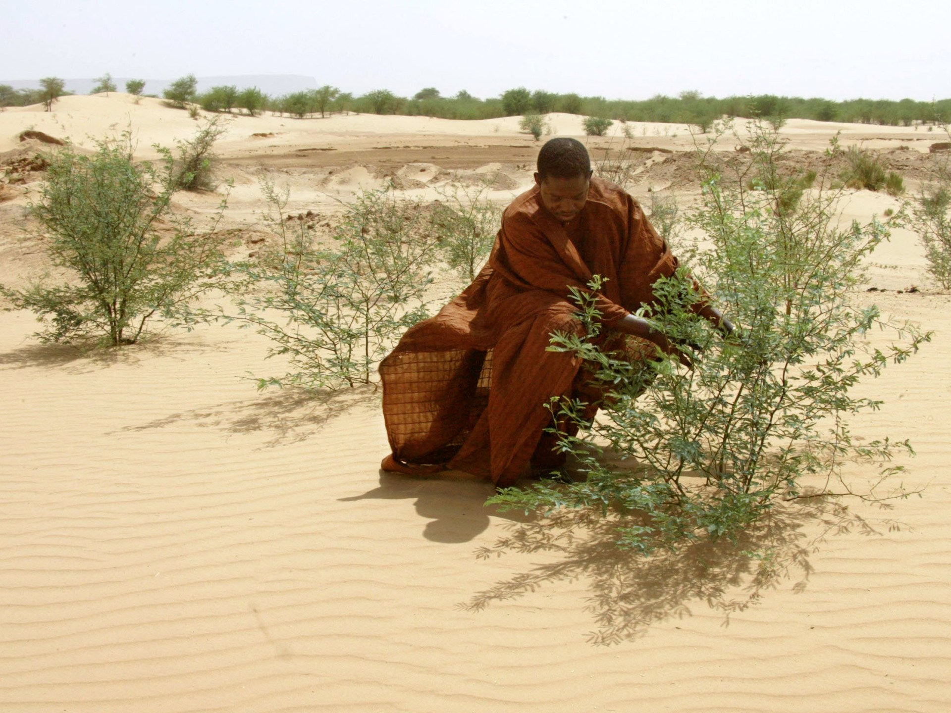 التصحر أزمة عالمية مستمرة يفاقمها الجفاف وتغير المناخ