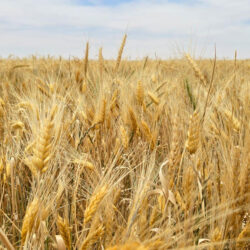 علماء للجزيرة نت: تتبعنا نسب الشعير قبل 10 آلاف سنة