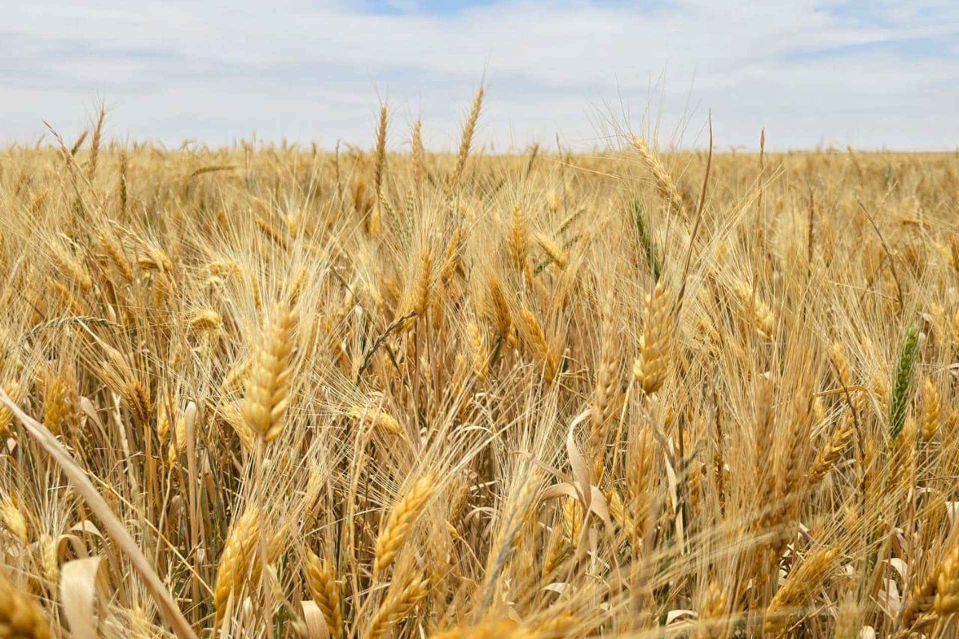 زيمبابوي تحقق أعلى إنتاج للقمح في تاريخها يتجاوز الاكتفاء الذاتي