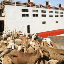 هل تسبب الفيضان الأخير في انهيار الثروة الحيوانية بالسودان؟