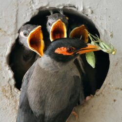 هل تشعر الحيوانات؟ وهل تمتلك وعيا؟