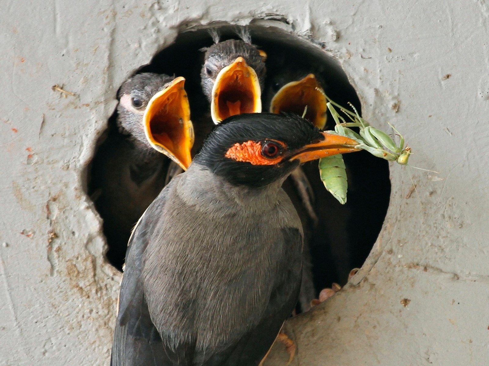 2012 06 INDIA 1748263751