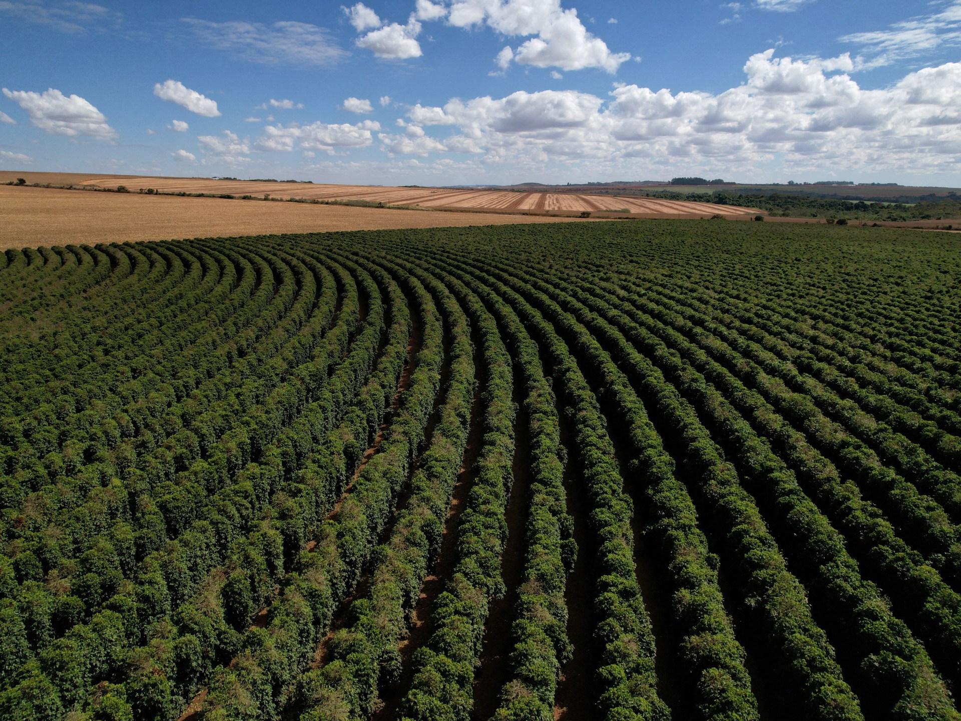 زراعة البن تُفقد غابات البرازيل مئات آلاف الهكتارات خلال عام