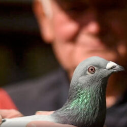 كيف مهّد الحمام الطريق للذكاء الاصطناعي؟