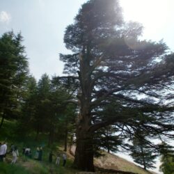 أشجار الأرز التي تتحدى الزمن.. كيف يحمي لبنان كنوزه الخضراء؟