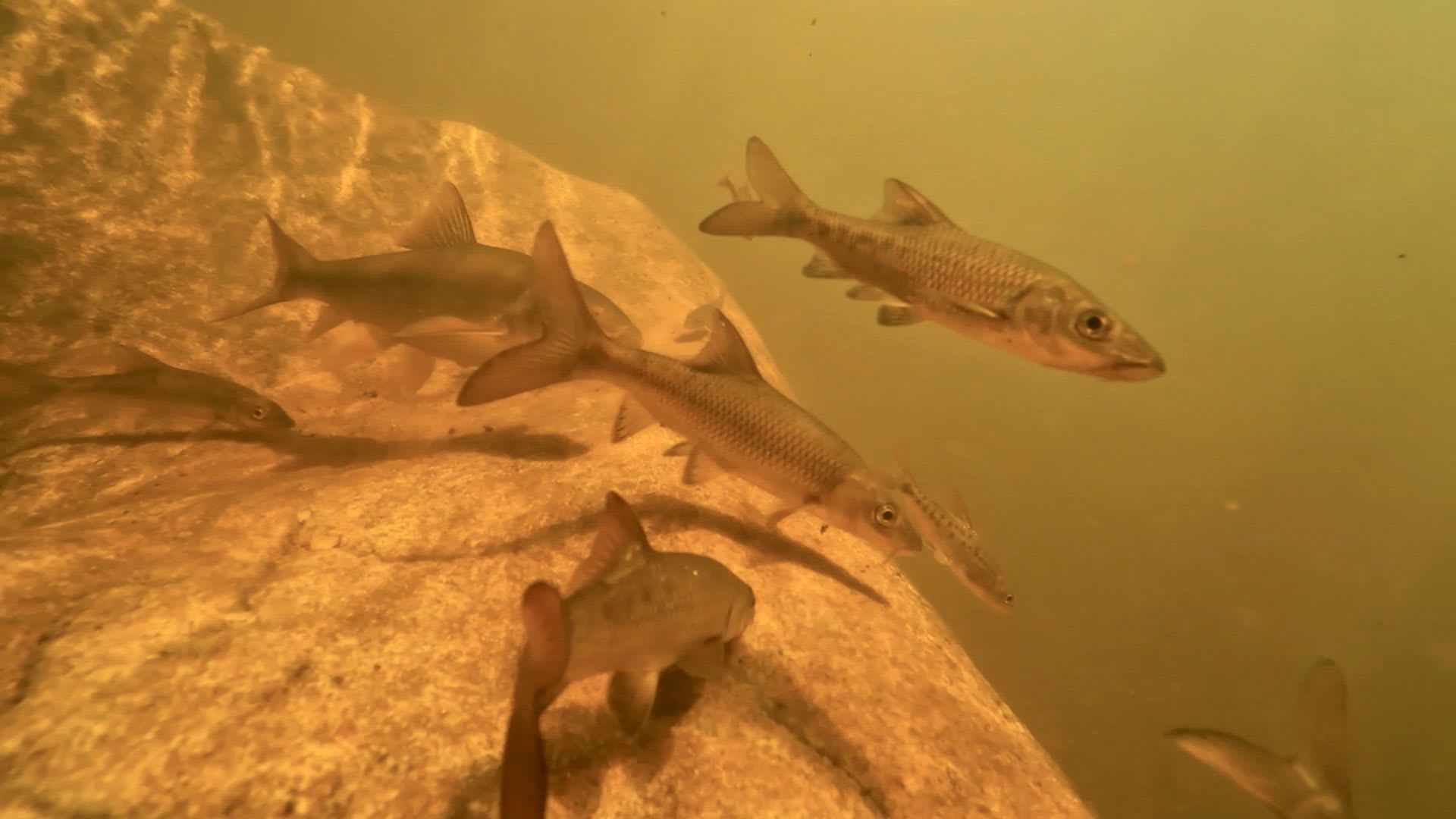 هجرتها تحرّك المياه كالأمواج.. تعرّف إلى أسماك الرمل المهددة بالانقراض