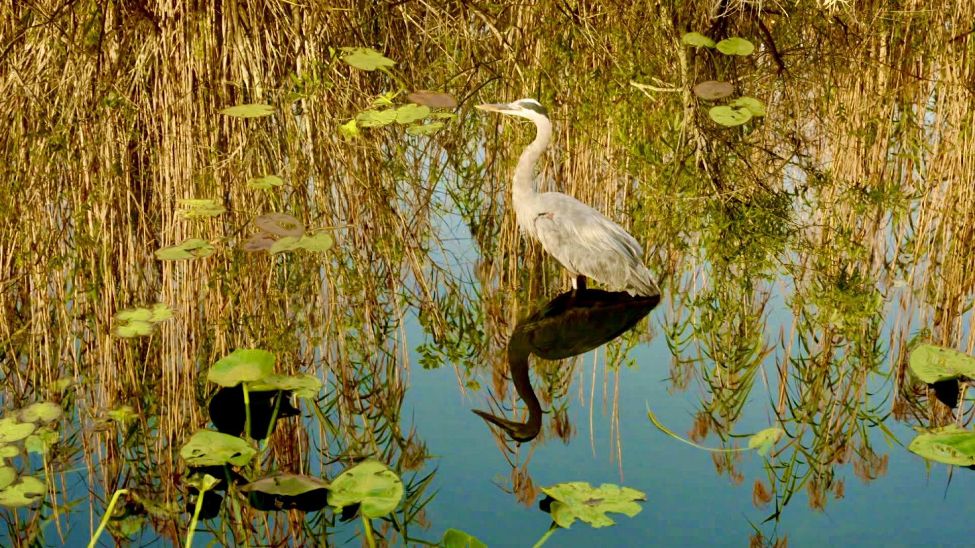 "نهر الأعشاب".. جهود ضخمة لاستعادة هذه المنطقة المذهلة في أمريكا