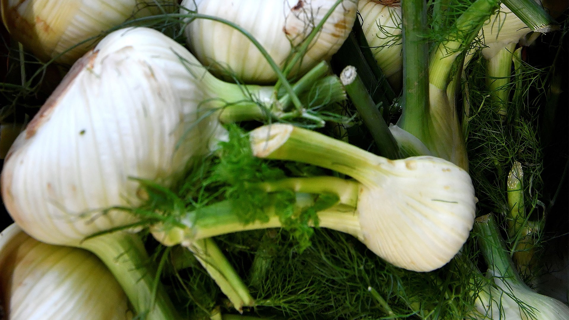 فوائد الشمر الصحيّة.. من هم الأشخاص الذين يجب عليهم الحذر من تناوله؟