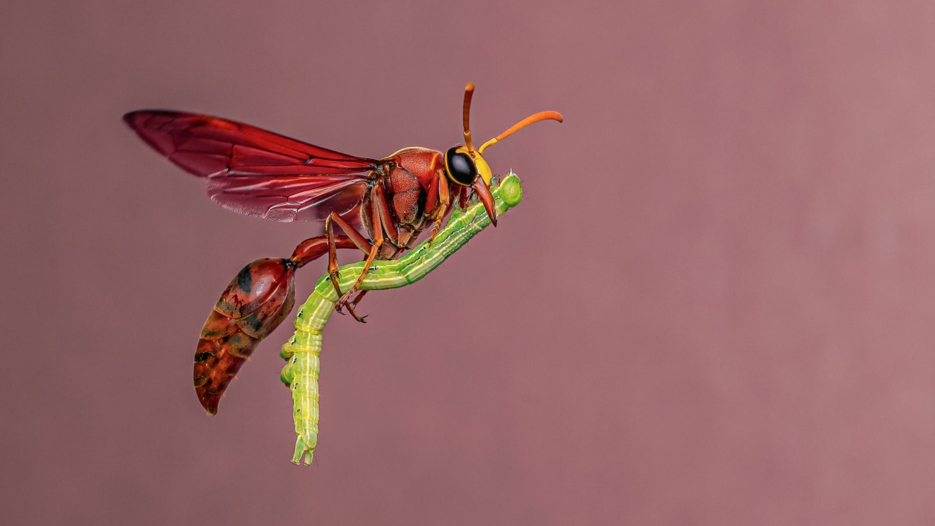 مصور يوثق صورة نادرة لحشرة دبور في مهمة لإطعام صغارها