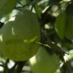 أبرز فوائد فاكهة "البوملي"..قد يبلغ وزن الواحدة منها 11 كيوغرامًا