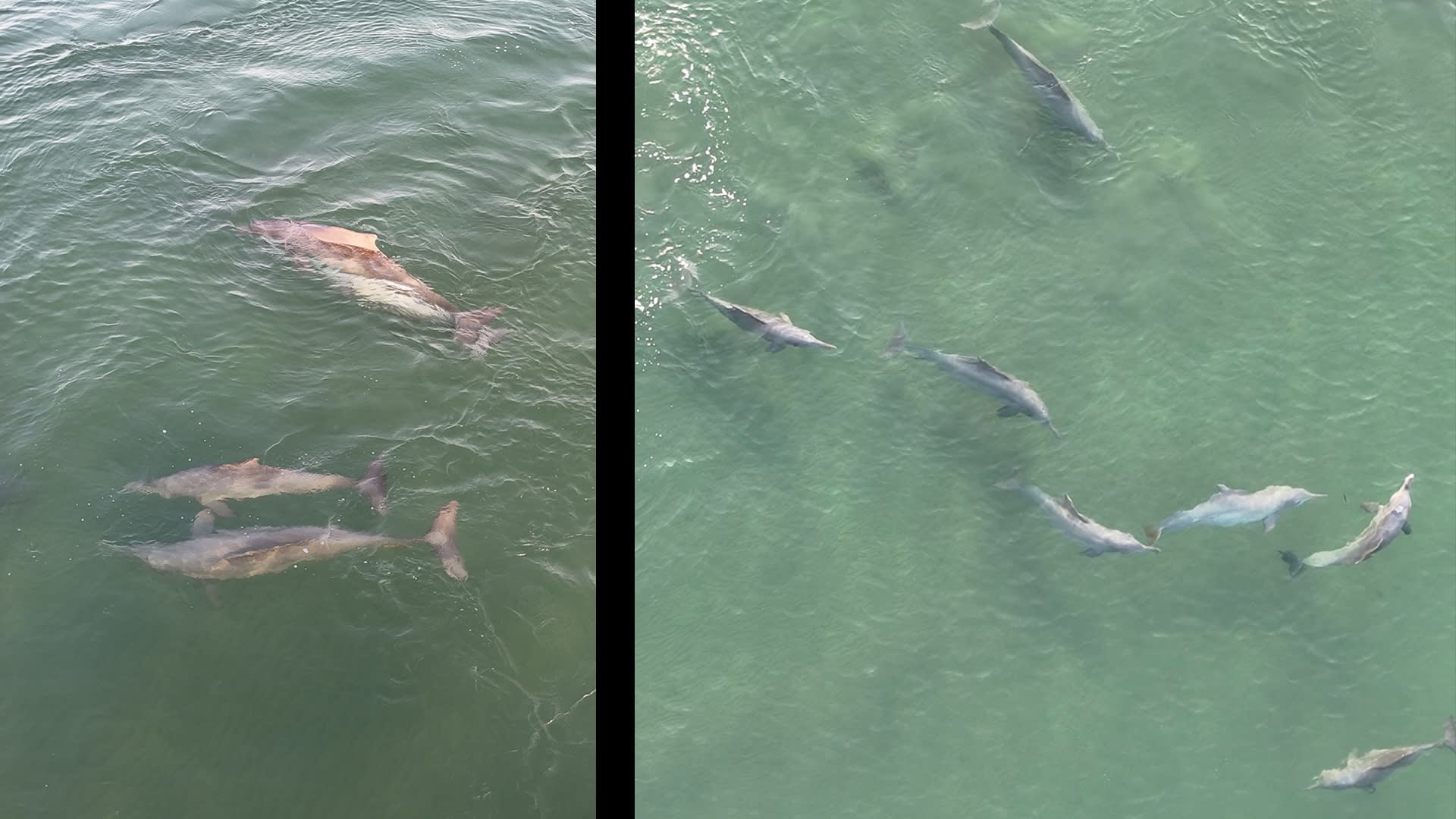 مصور يلتقط مشهدًا جويًا لمجموعة من الدلافين تتدافع بالمياه الصافية في السعودية