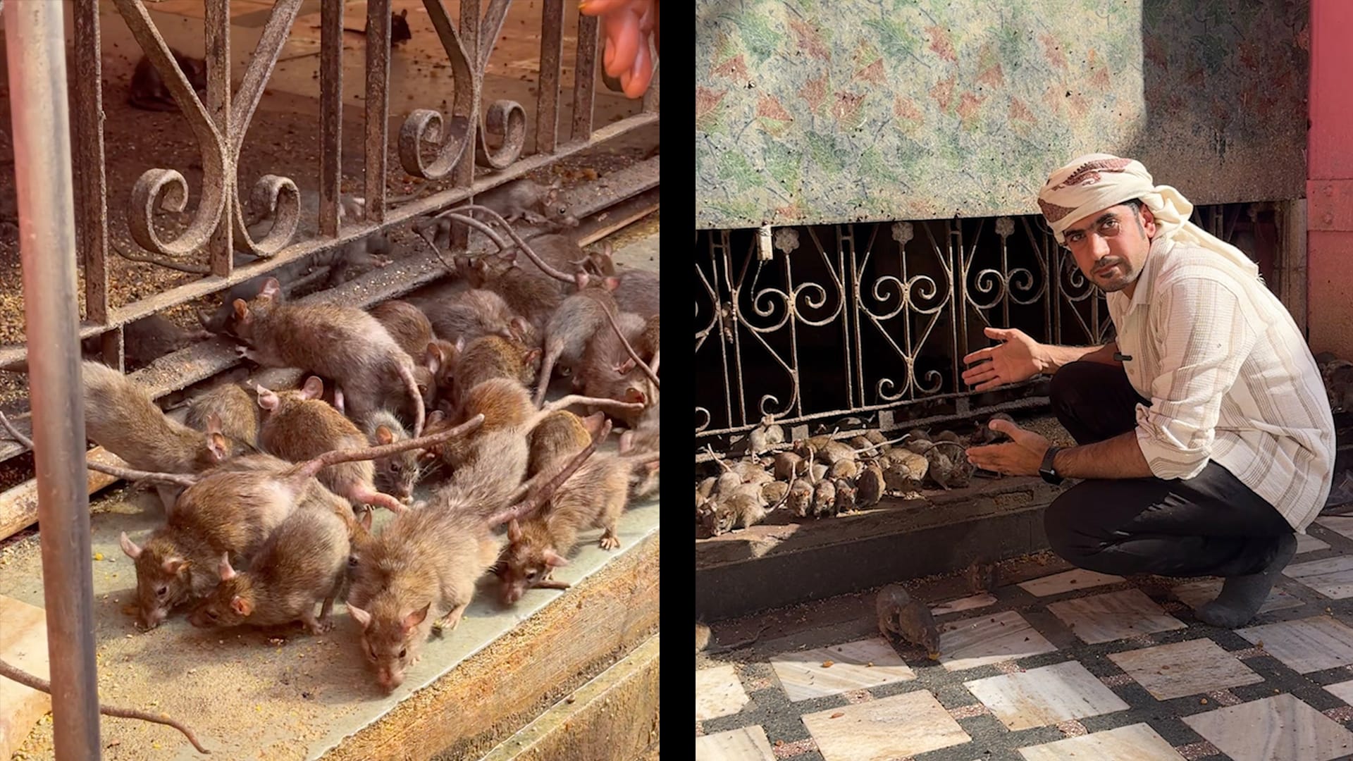 أكثر من 25 ألف فأر في مكان واحد..رحالة إماراتي يزور "معبد الفئران" في الهند