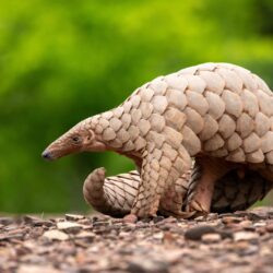 معاناة آكل النمل الحرشفي.. أكثر الثدييات تعرّضًا للإتجار العالمي