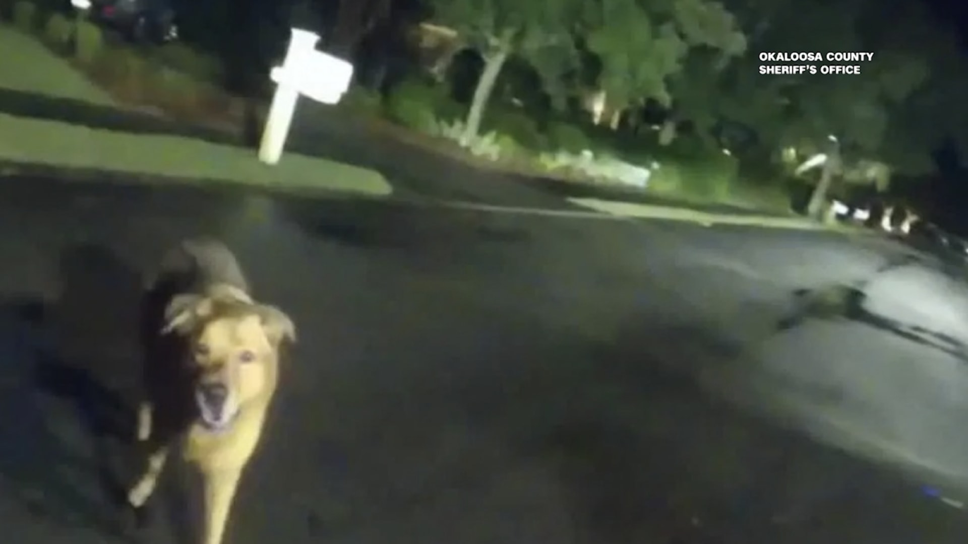 كلب يقود الشرطة لإنقاذ امرأة مسنّة مفقودة في فلوريدا.. شاهد كيف