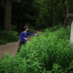 "أم الأعشاب".. كيف تُساهم نبتة الشيح في تعزيز صحة جسمك؟