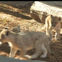 أشبال أسود أفريقية تخطف الأنظار في ظهورها الأول بحديقة أمريكية