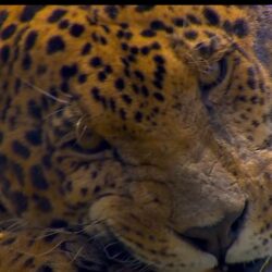 الجاغوار يتسلّق الأشجار ويكتشف البرية.. ما قصة إعادة تأهيله في جنوب المكسيك؟