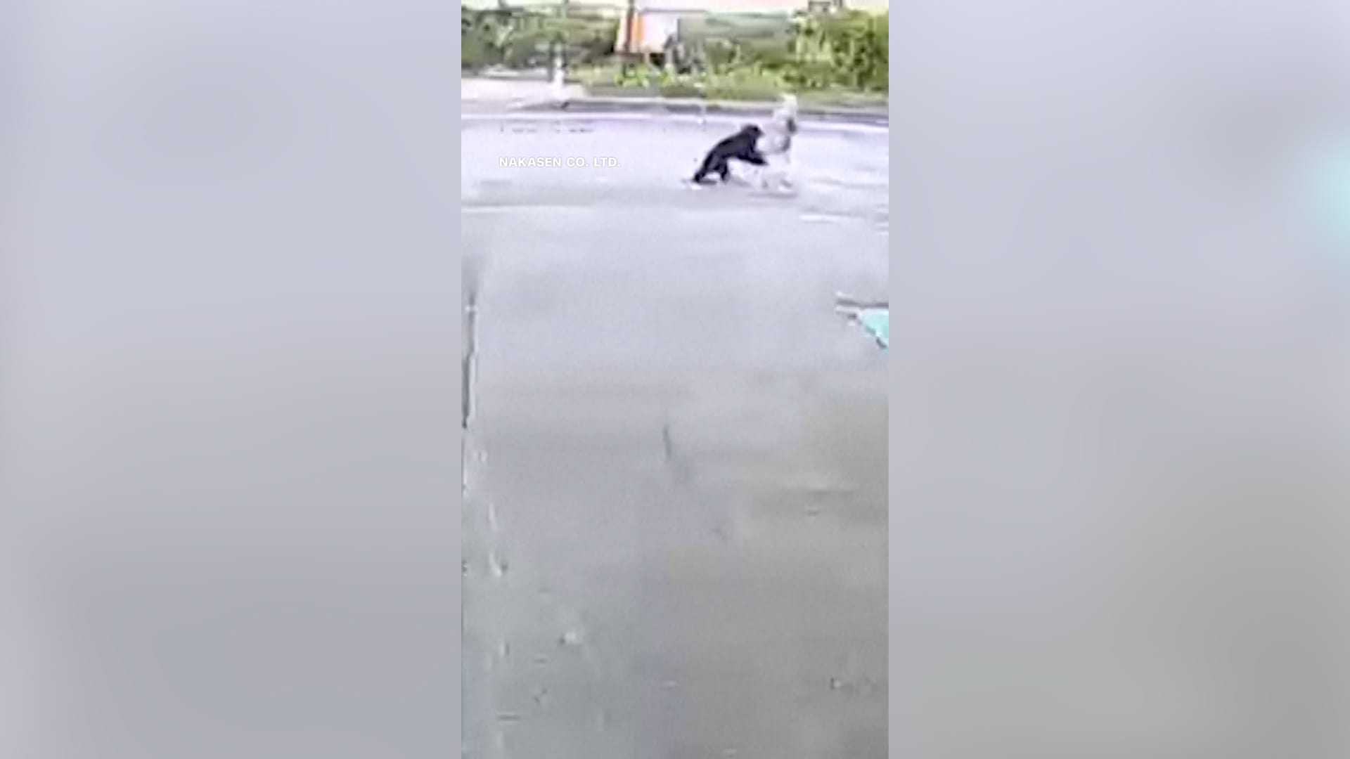 منذ بدء تسجيل الحالات.. الدببة تقتل عددًا من الناس أكبر من أي وقت مضى في اليابان