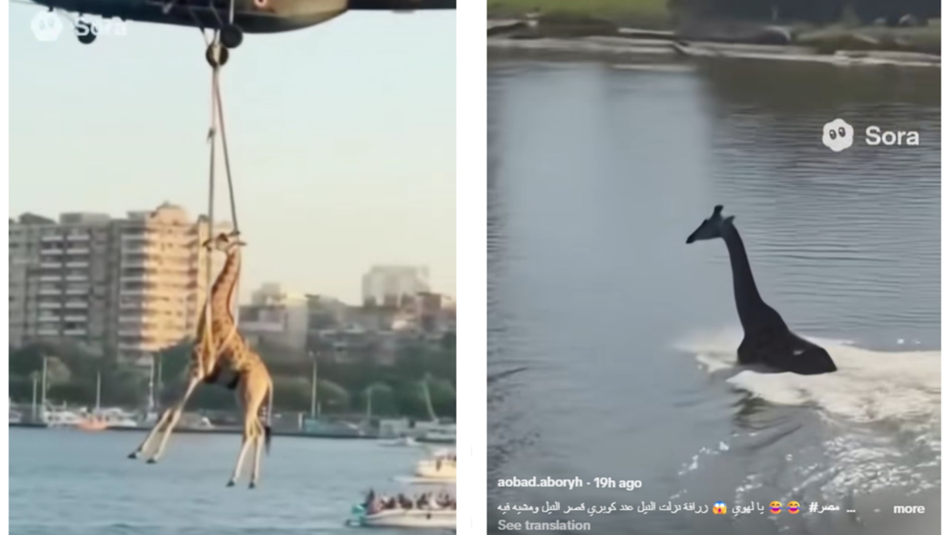 "زرافة في نهر النيل وإنقاذها بمروحية" في مصر.. ما حقيقة الفيديو؟