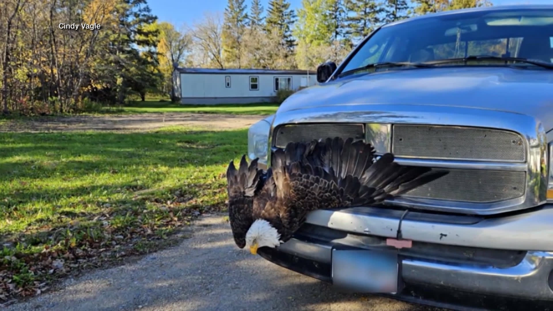حادثة غير متوقعة.. نسر أصلع يعلق فجأة في شاحنة على طريق سريع في مينيسوتا