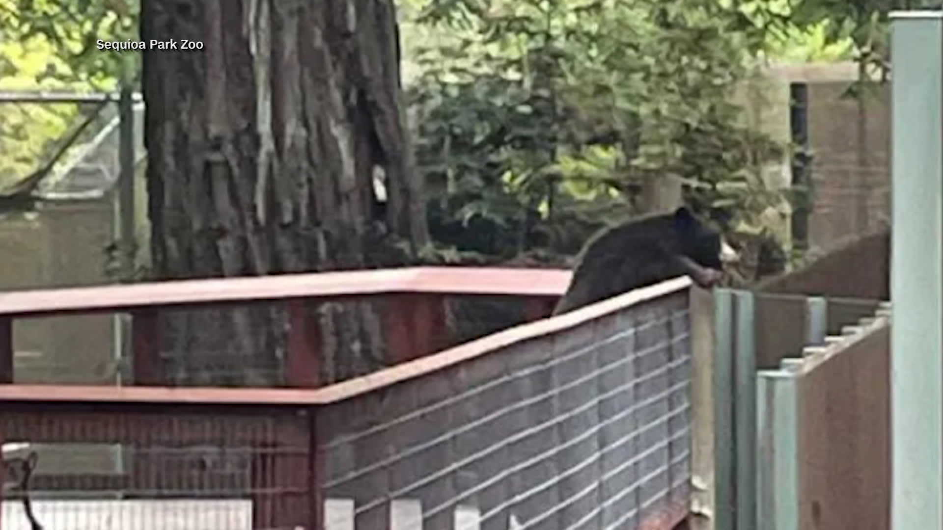 دب بري يقتحم حديقة حيوانات تضم دببة أخرى في كاليفورنيا.. شاهد ما حدث