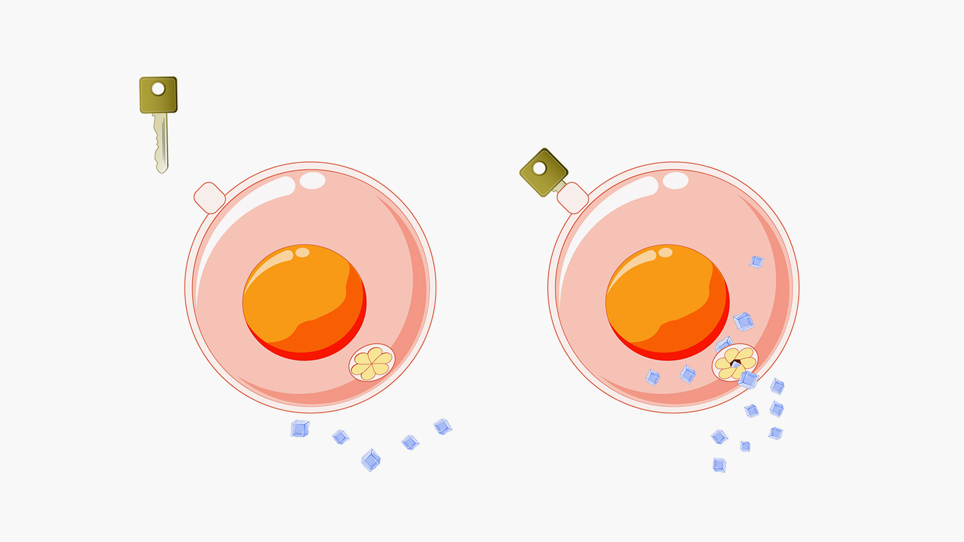 الإنسولين.. من الاستخراج من الأبقار إلى التصنيع عبر البكتيريا