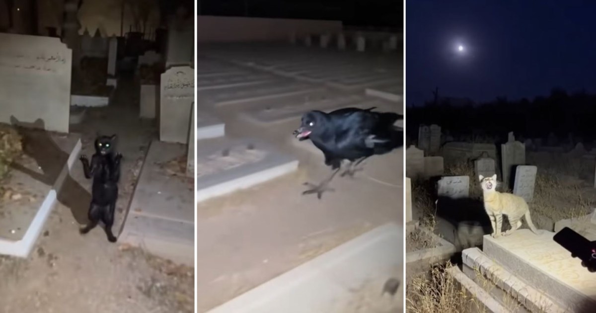 مشاهد لقطط وغربان بين القبور تحقق ملايين المشاهدات.. ما قصتها؟