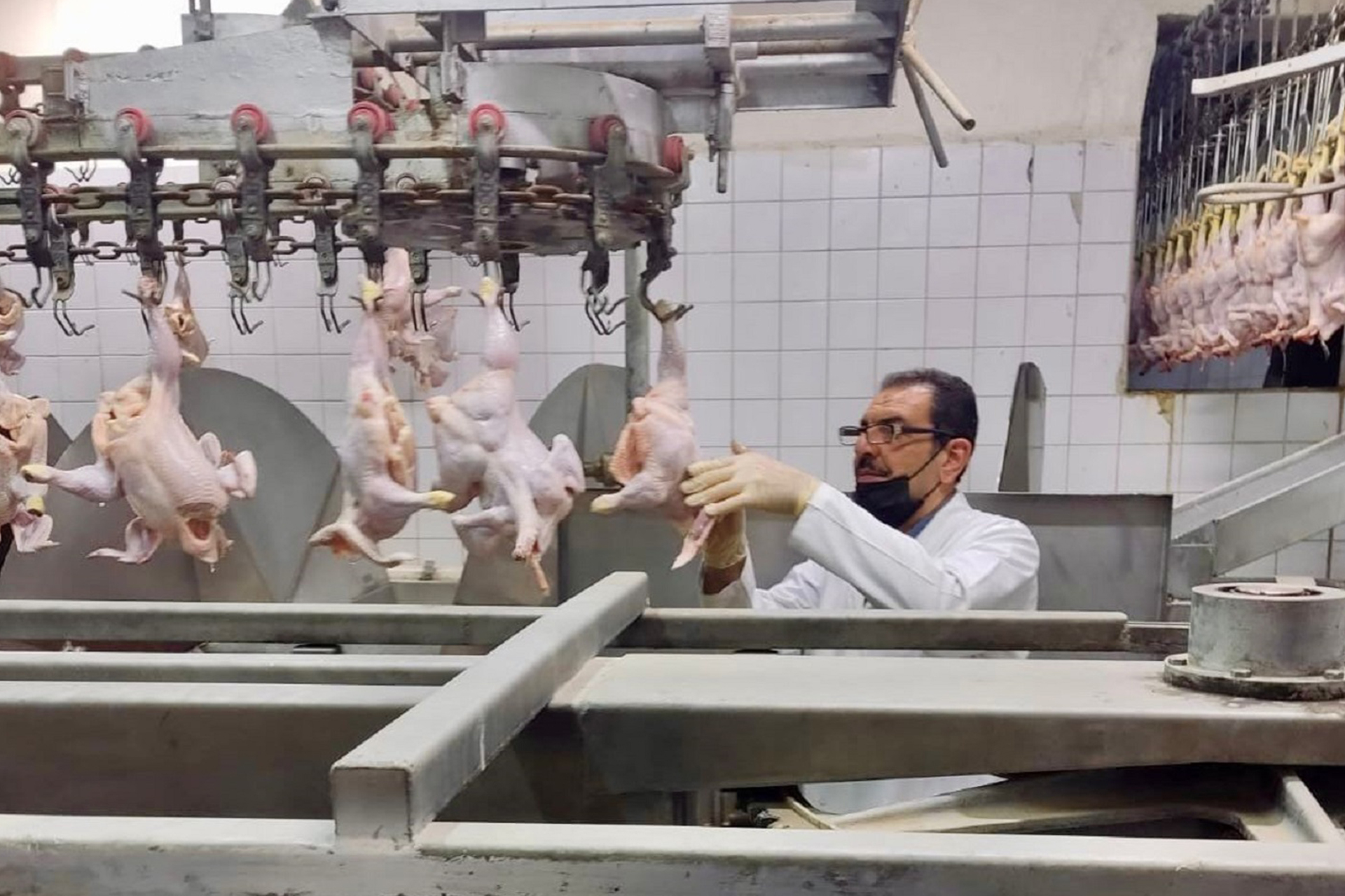 منع استيراد الدجاج المجمد في العراق يثير جدلا