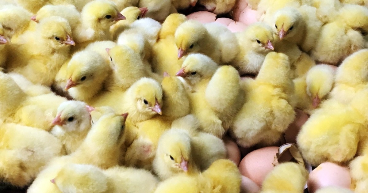 فرنسا تحذر من مستوى "مرتفع" من إنفلونزا الطيور بعد ظهور حالات جديدة