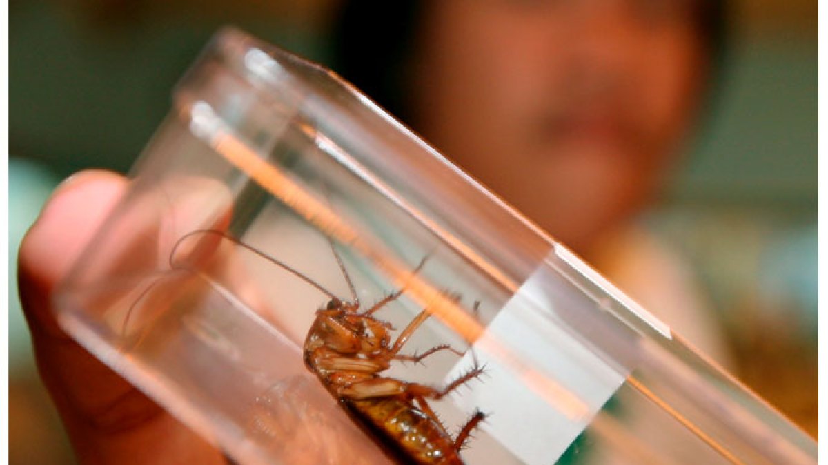 الكيمياء تكشف أن الصراصير أخطر على منزلك مما تظن
