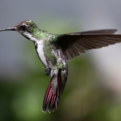 دراسة: 61% من أنواع الطيور في العالم تتراجع أعدادها