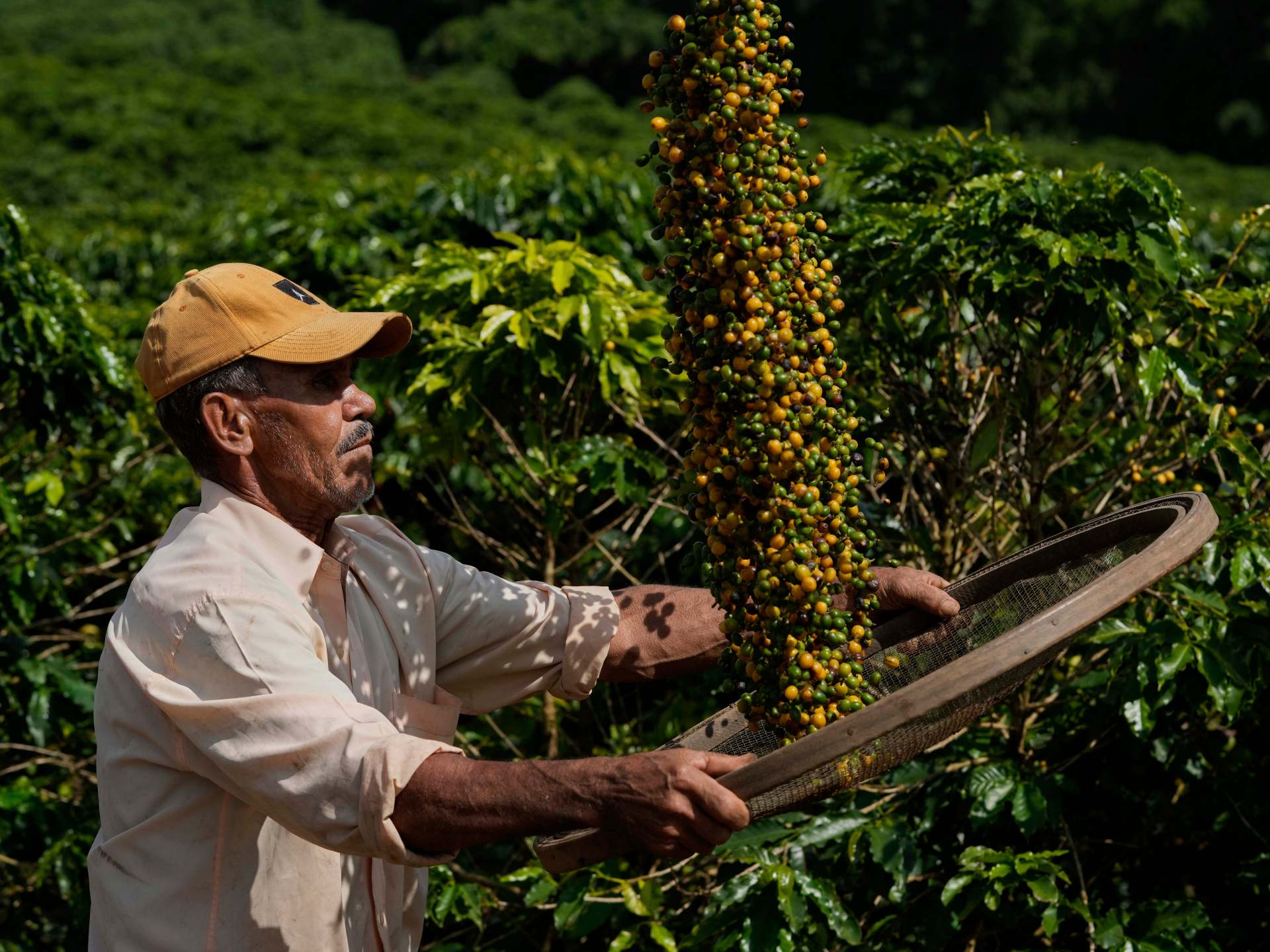 زراعة القهوة تدمر غابات الأمازون وتزيد المخاطر على مستقبل الإنتاج