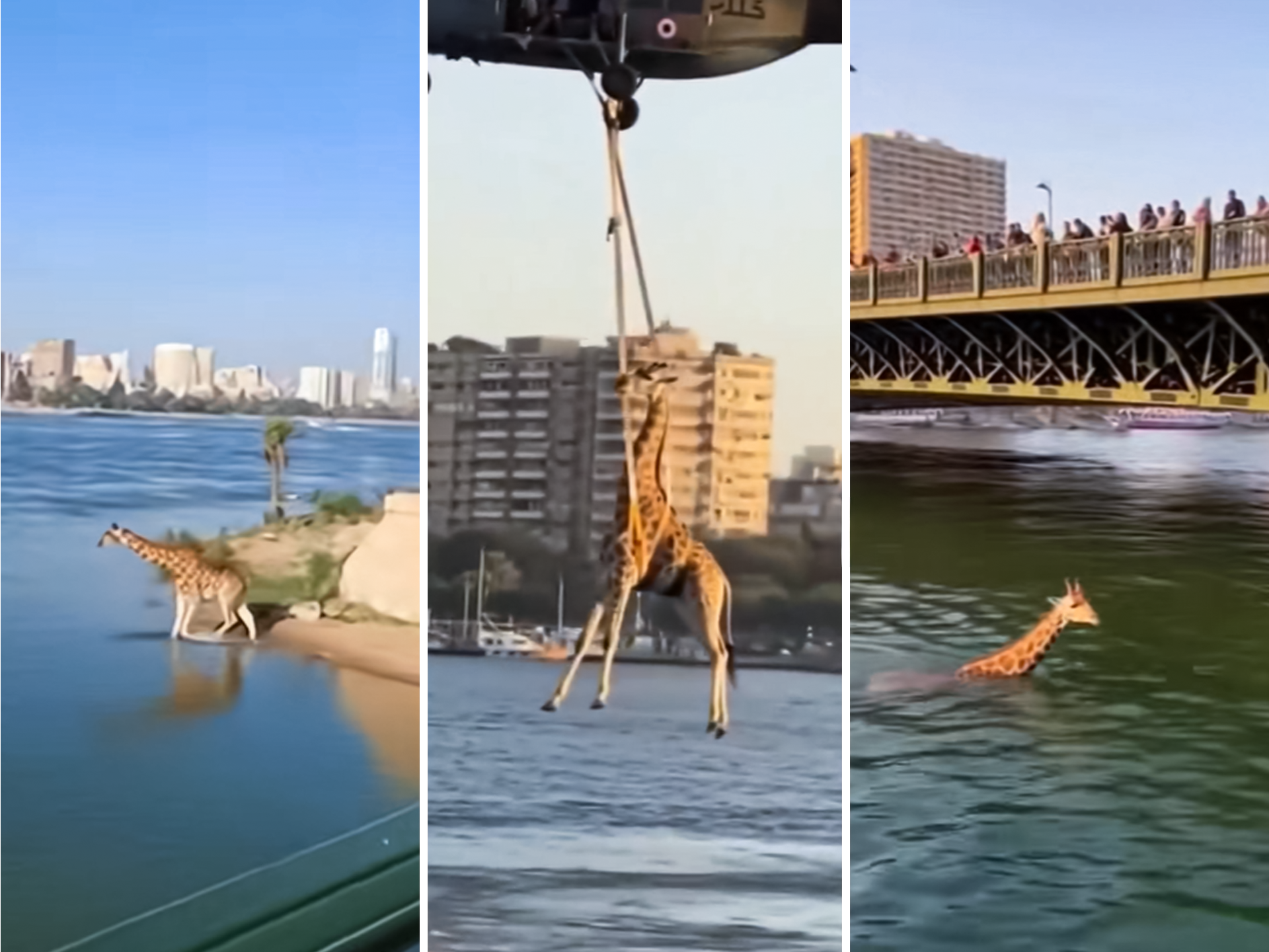 حقيقة ظهور زرافة في نهر النيل بالقاهرة وإنقاذها بمروحية