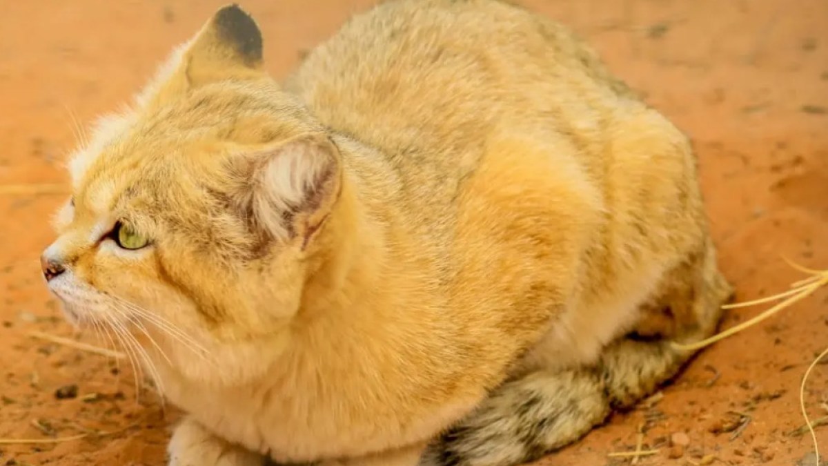 شاهد.. أول توثيق علمي لعودة "أشباح الصحراء" إلى ليبيا