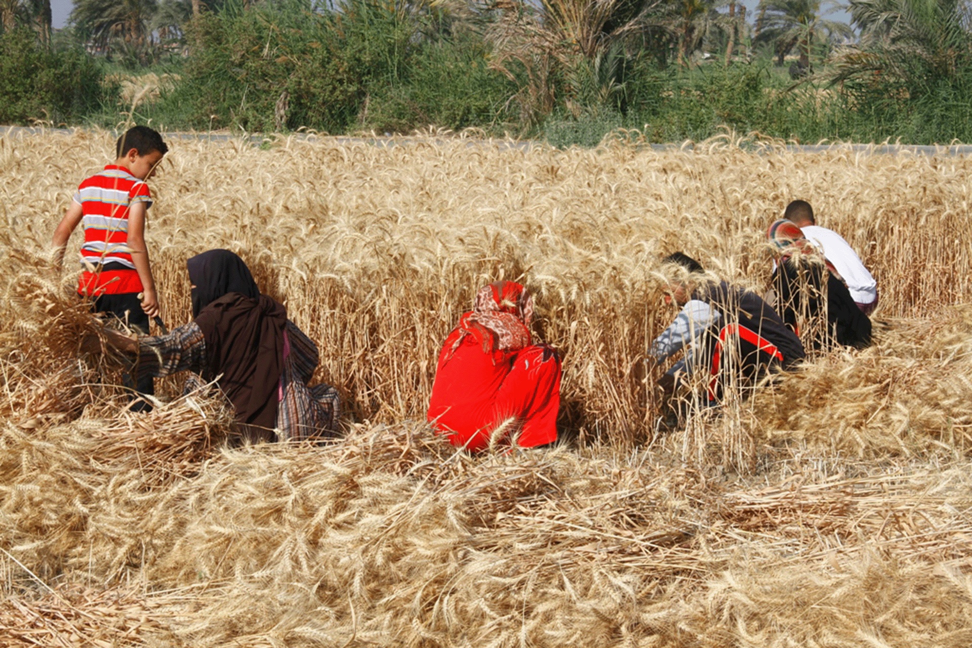 حين تسبق فرنسا 50 دولة.. مفارقة القمح الأفريقي