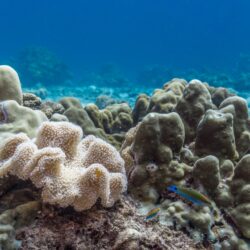 علماء يحذرون من وصول الشعاب المرجانية لنقطة تحول حرجة