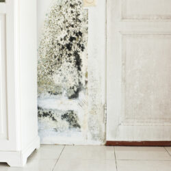 الرطوبة والعفن.. هكذا يتخفى "أعداء الشتاء الصامتون" في البيوت الدافئة