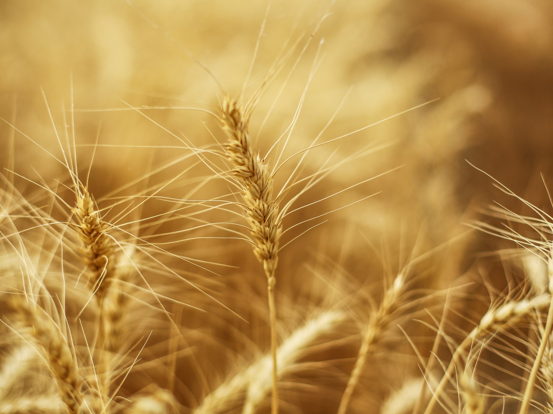 اكتشاف "جين خفي" يضاعف إنتاج القمح 3 مرات