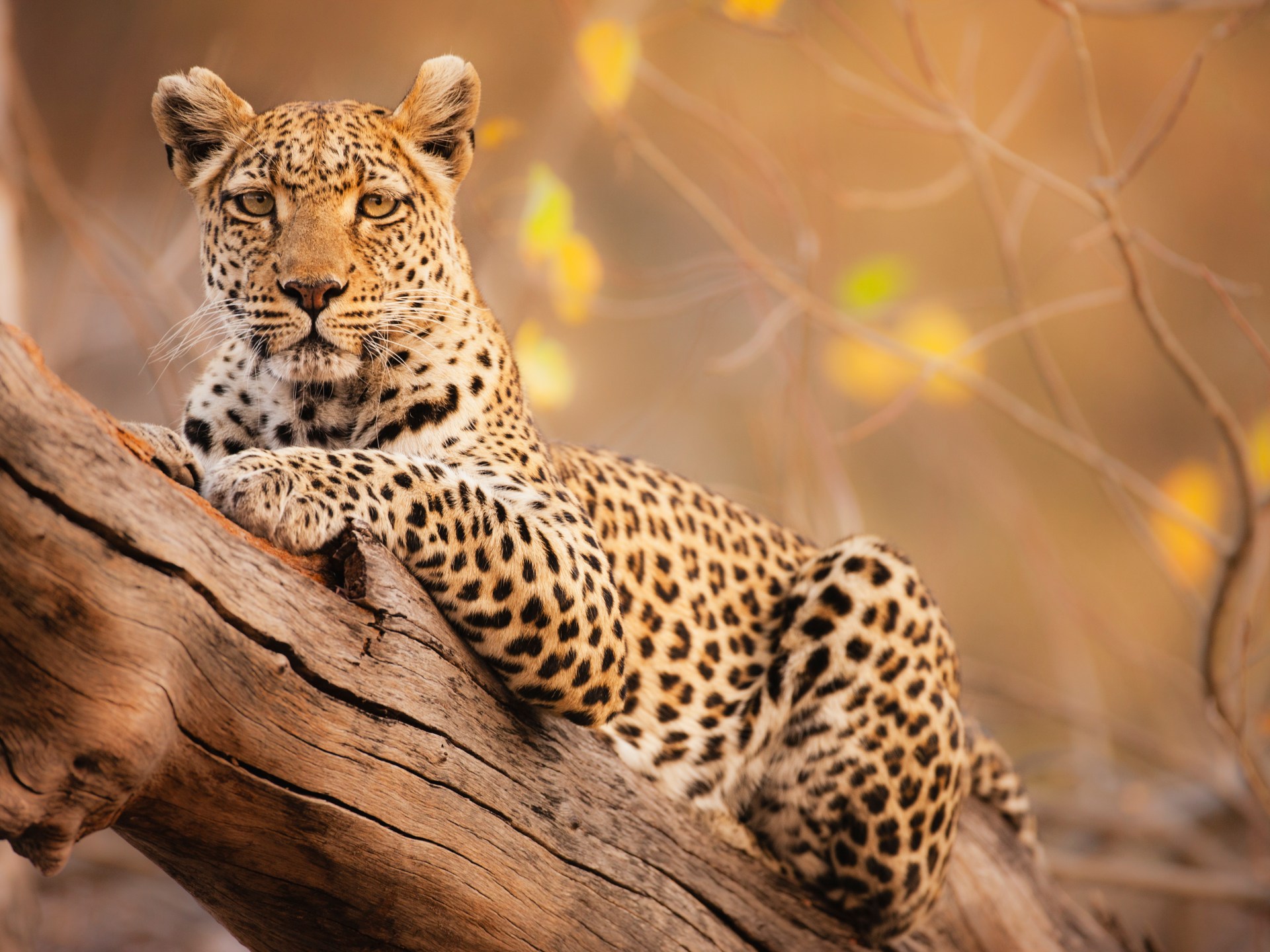 فهود غرب أفريقيا مهددة بالانقراض بعد انخفاض أعدادها بنسبة 50%