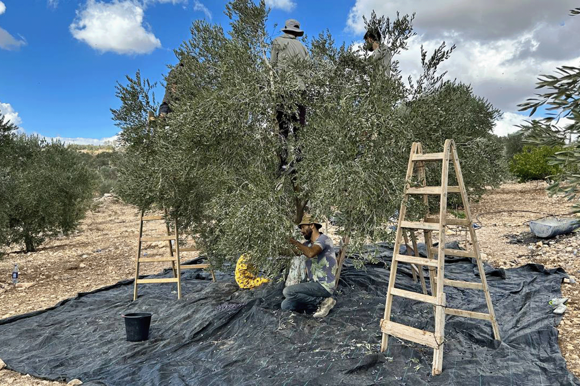 يوم مع عائلة فلسطينية في موسم قطف الزيتون