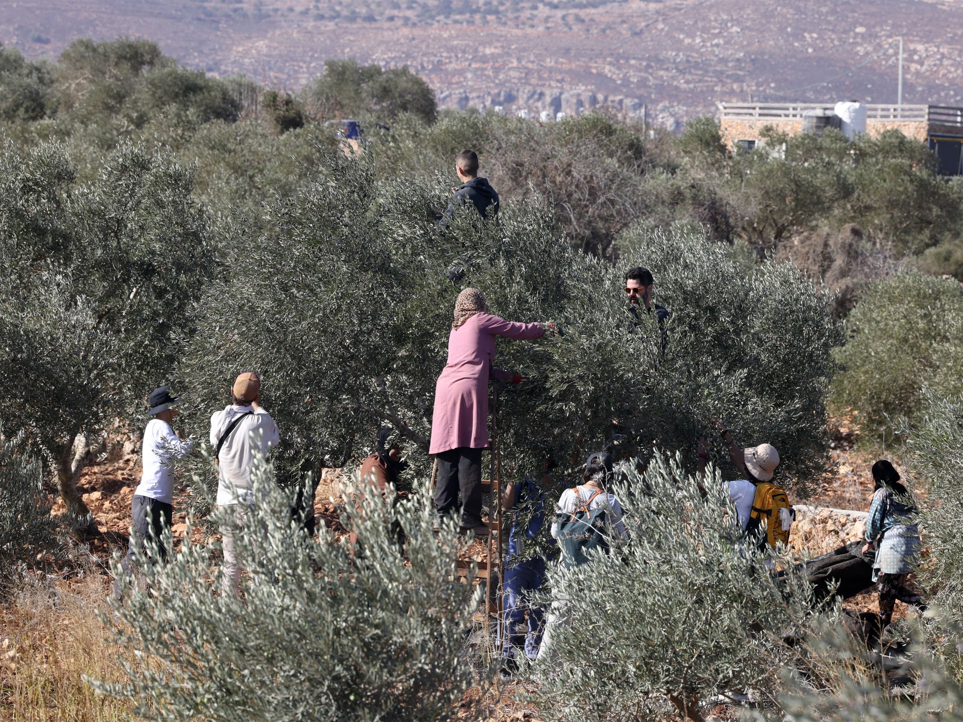 شاهد.. مستوطن يضرب مسنة فلسطينية حتى الإغماء برام الله