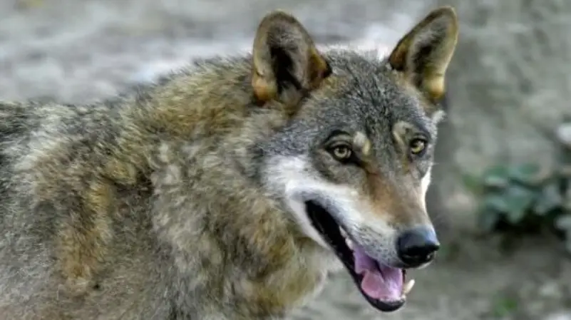 اكتشاف نادر لحيوان هجين يجمع بين الذئب والكلب
