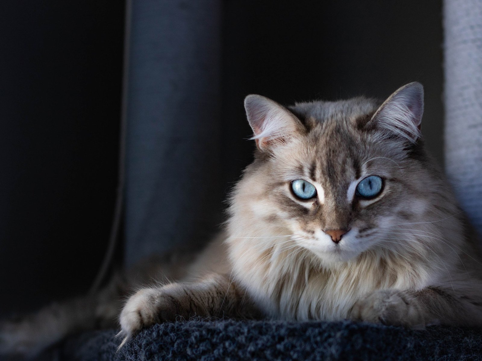 cats3 1721033592