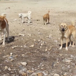 الكلاب الضالة خطر يومي يهدد الأردنيين