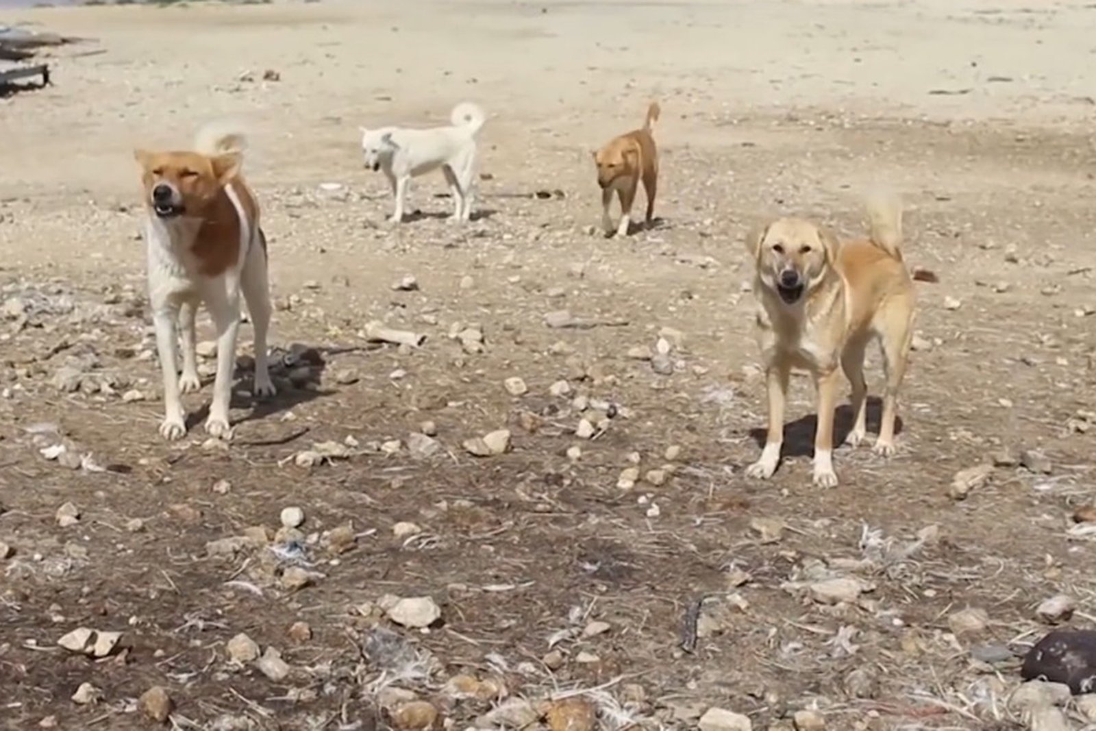 dogs amman 1 1760273157