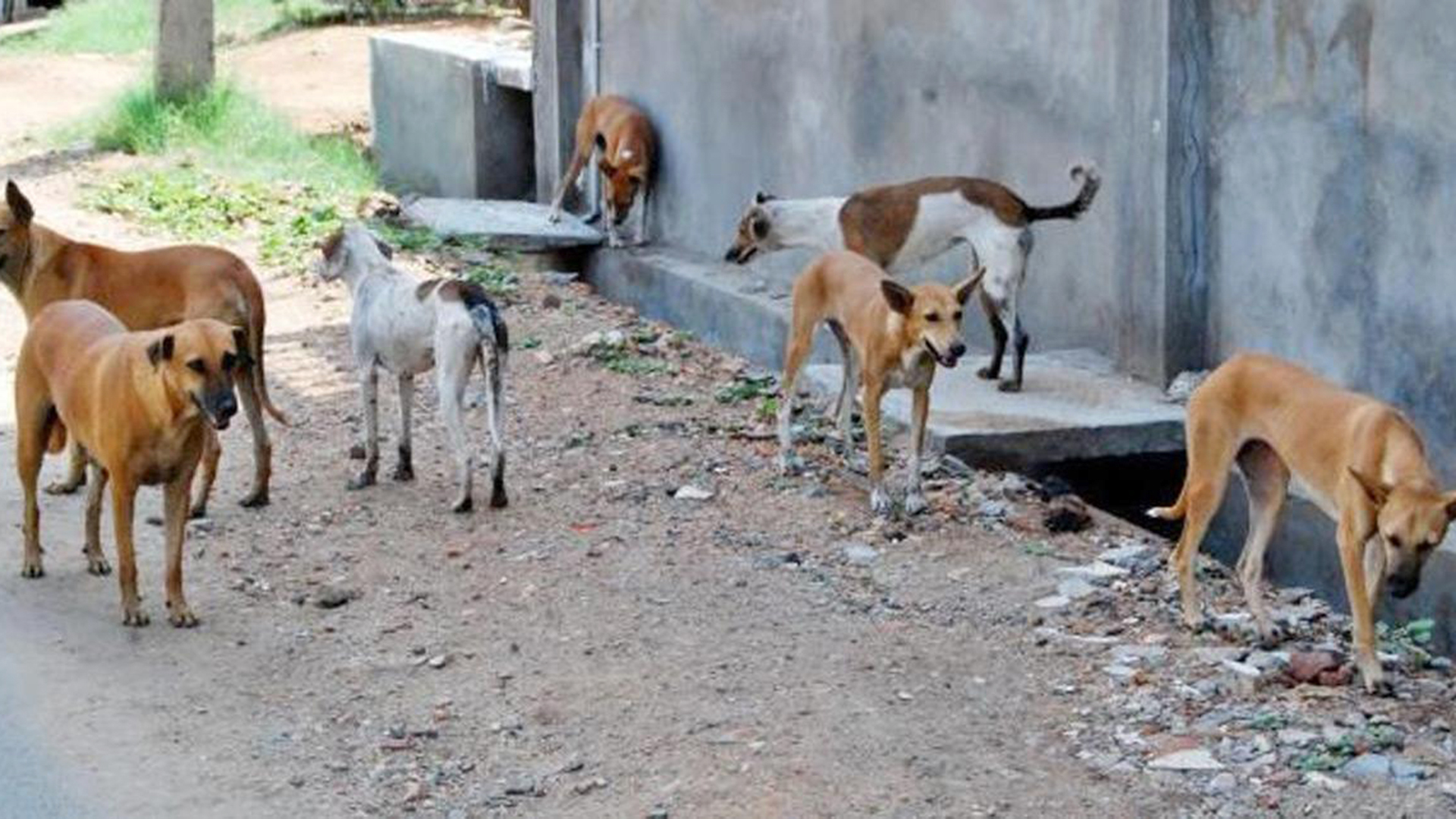 مأساة تسنيم: وفاة طفلة نهشتها كلاب ضالة تهز منصات الجزائر