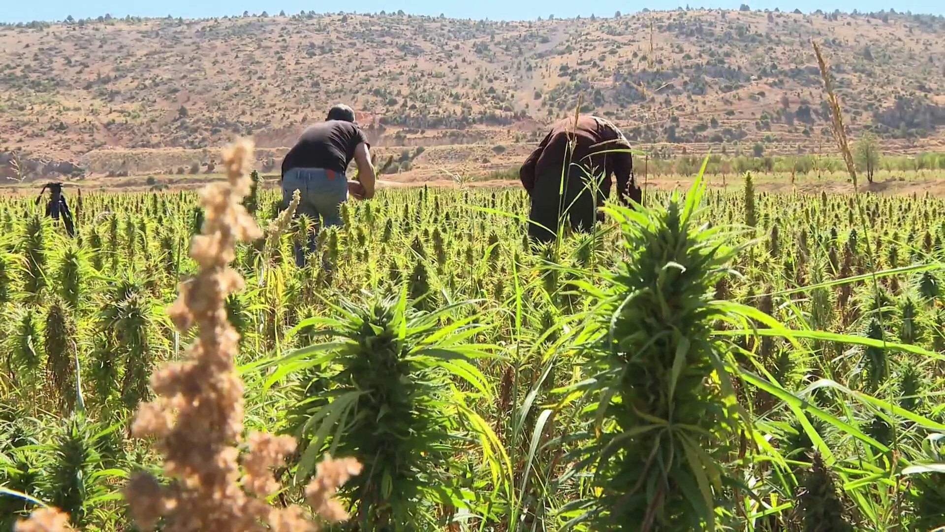 مزارعو الحشيش في لبنان لن يصبحوا مطاردين بعد اليوم