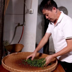 الشاي الأخضر يساعد على الوقاية من مرض الكبد الدهني