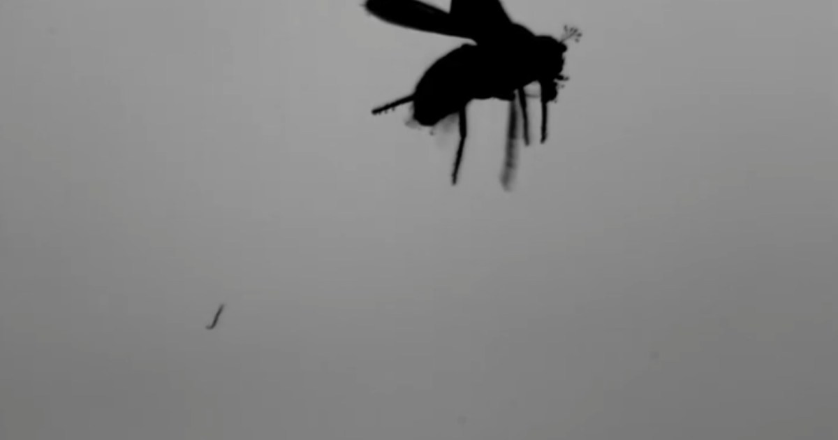 شاهد.. دودة "تقفز كالصاعقة" عبر كهرباء ساكنة تساعدها على الصيد