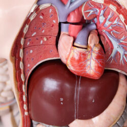 دراسة: المشروبات القليلة السكر والمُحليات الصناعية تزيد خطر الكبد الدهني